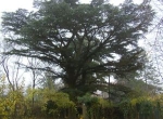 cedrus